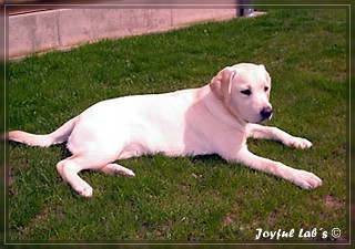 Joyful Lab's Bright Girl