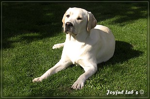 Joyful Lab's Bright Girl