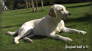 Joyful Lab's Bright Girl