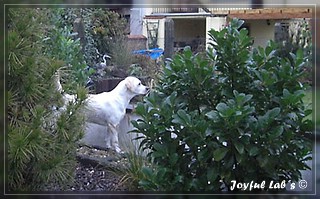 Joyful Lab's Bright Girl