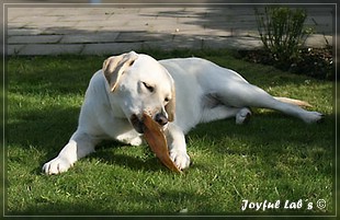 Joyful Lab's Bubbly Girl