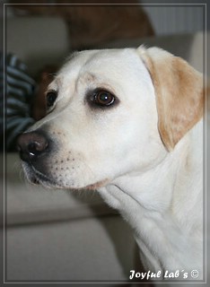 Joyful Lab's Bubbly Girl