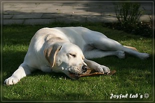 Joyful Lab's Bubbly Girl