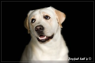 Joyful Lab' Bring Back Boy