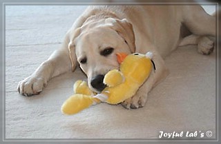 Joyful Lab's Bubbly Girl