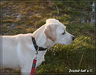 Joyful Lab's Bubbly Girl