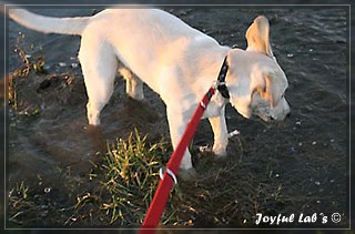 Joyful Lab's Bubbly Girl