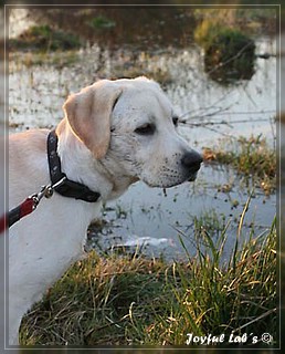 Joyful Lab's Bubbly Girl