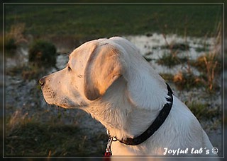 Joyful Lab's Bubbly Girl