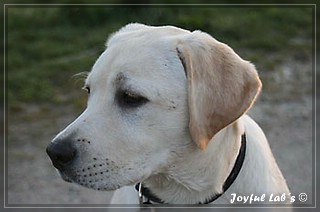 Joyful Lab's Bubbly Girl