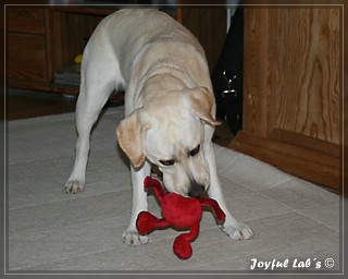 Joyful Lab's Bubbly Girl