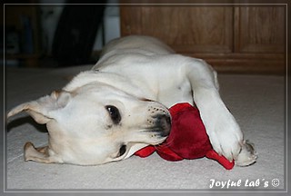 Joyful Lab's Bubbly Girl