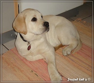 Joyful Lab's Bombastic Boy