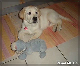 Joyful Lab's Bombastic Boy