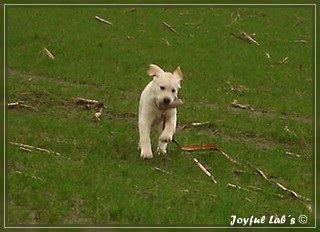 Joyful Lab's Bombastic Boy