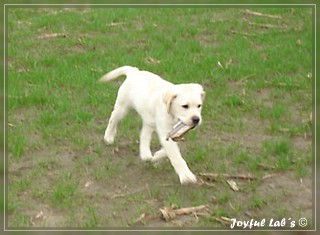 Joyful Lab's Bombastic Boy