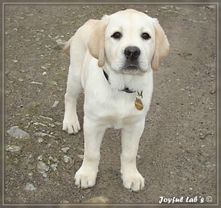 Joyful Lab's Bombastic Boy