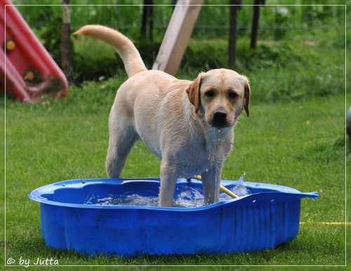 Joyful Lab's Cheeky Girl