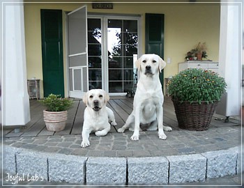 Joyful Lab's Bright Girl "Lucy"