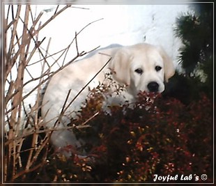 Joyful Lab's Bombastic Boy