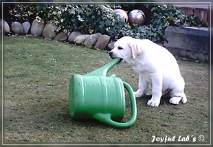 Joyful Lab's Bombastic Boy