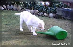 Joyful Lab's Bombastic Boy