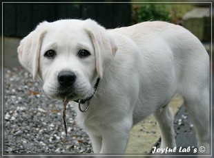 Joyful Lab's Bring Back Boy