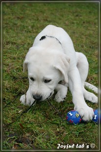 Joyful Lab's Bring Back Boy