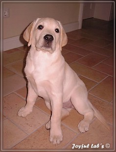 Joyful Lab's Bright Girl