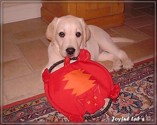 Joyful Lab's Bright Girl