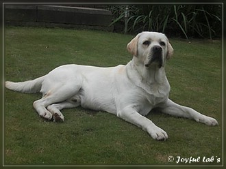 Joyful Lab's Bombastic Boy "Benno"