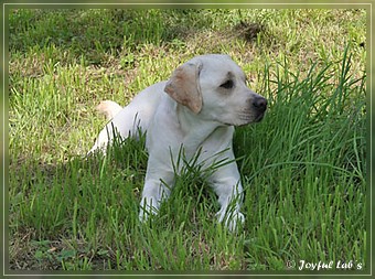 Joyful Lab's Sommerfest