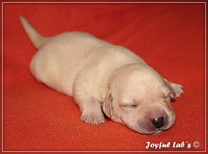 Joyful Labs B chen