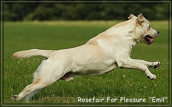 Rosefair For Pleasure