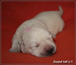 Joyful Labs B chen