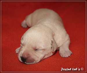 Joyful Labs B chen