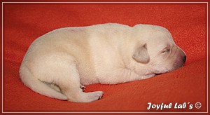 Joyful Labs B chen