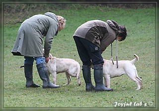 Welpentraining der Joyful Lab's B -chen