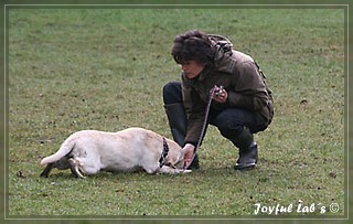 Welpentraining der Joyful Lab's B -chen