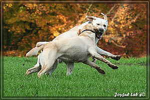 Joyful Labs Allround Boy "James"