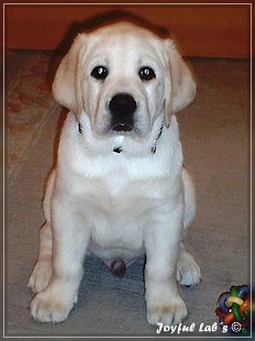 Joyful Lab's Bombastic Boy