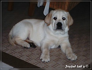 Joyful Lab's Bombastic Boy