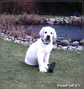 Joyful Lab's Bombastic Boy