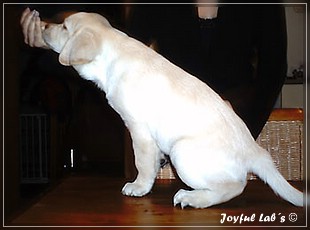 Joyful Lab's Bombastic Boy