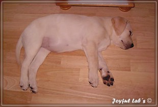 Joyful Lab's Bright Girl