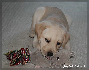 Joyful Lab's Bubbly Girl