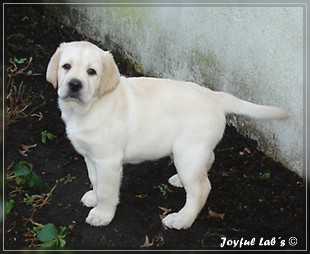 Joyful Lab's Bombastic Boy