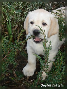 Joyful Lab's Bombastic Boy