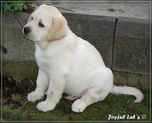 Joyful Lab's Bombastic Boy