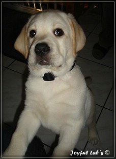 Joyful Lab's Bombastic Boy